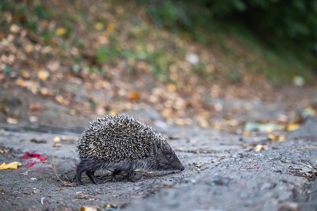赛中他展现 赛中他展现